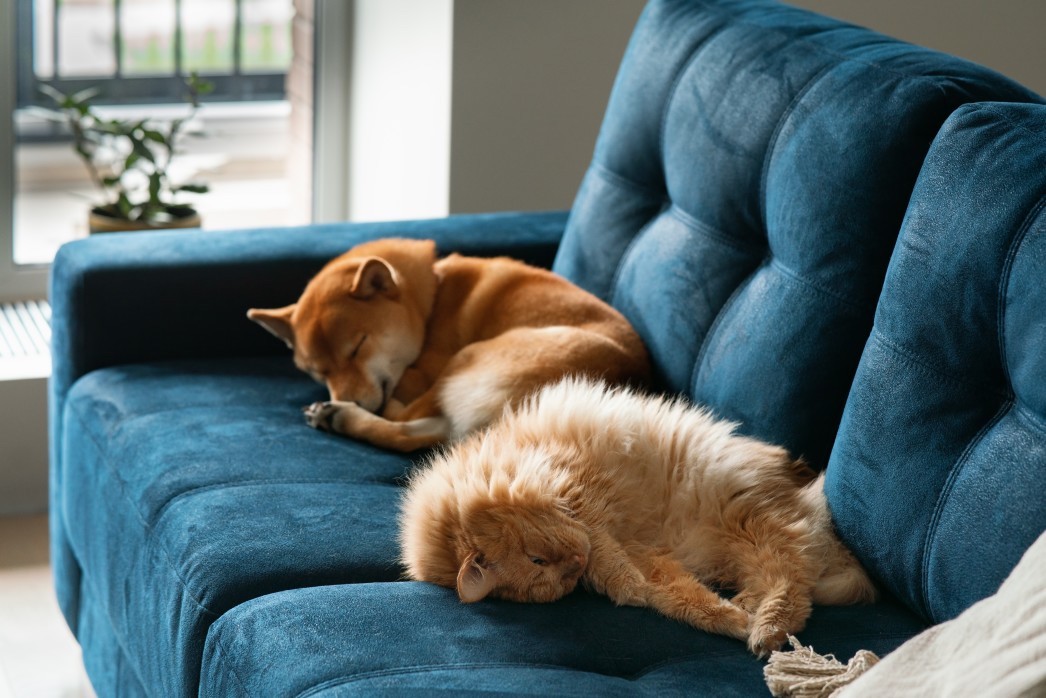 dog and cat sleeping on blue couch